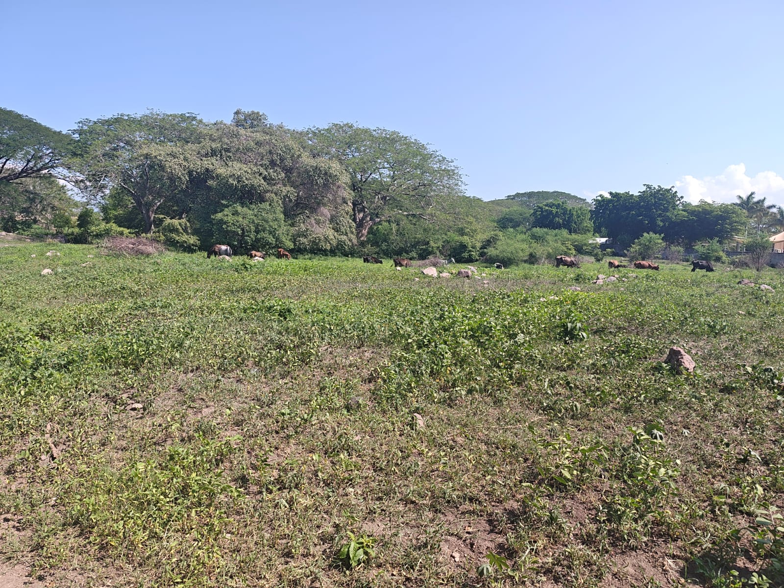 Terreno Autopista Vista 4